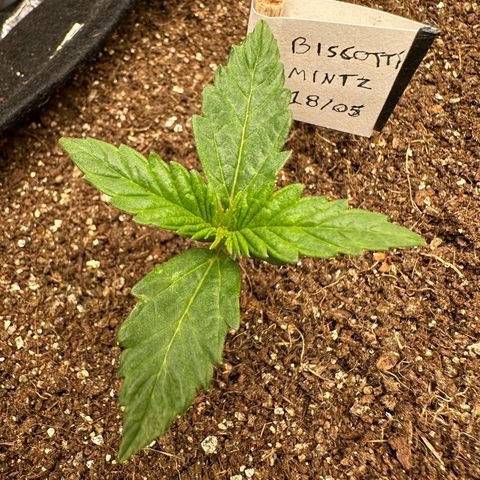 Biscotti Mintz Auto growlog timeline photo