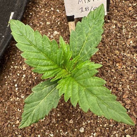 Biscotti Mintz Auto growlog timeline photo