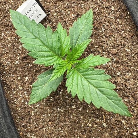 Biscotti Mintz Auto growlog timeline photo