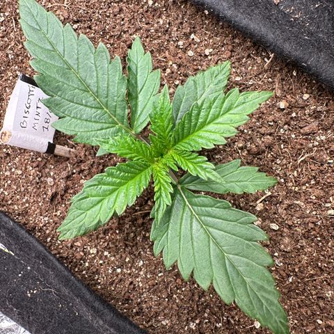 Biscotti Mintz Auto growlog timeline photo