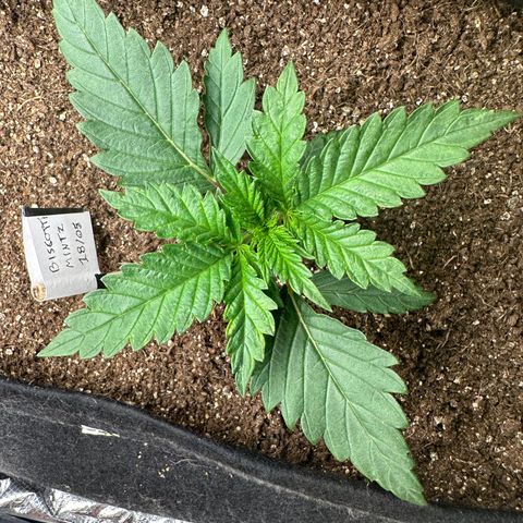 Biscotti Mintz Auto growlog timeline photo