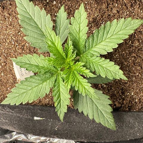 Biscotti Mintz Auto growlog timeline photo