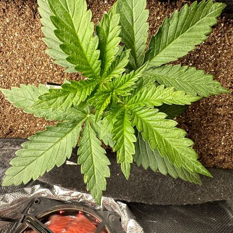 Biscotti Mintz Auto growlog timeline photo