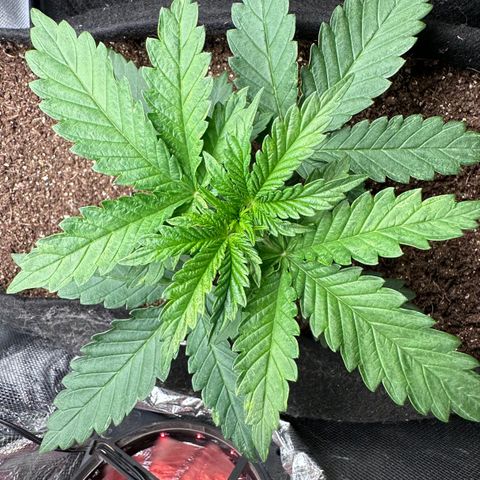 Biscotti Mintz Auto growlog timeline photo