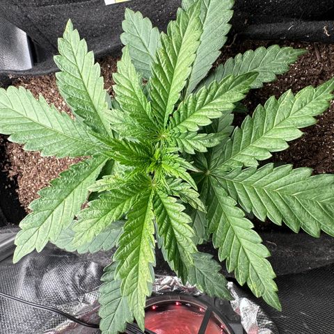 Biscotti Mintz Auto growlog timeline photo
