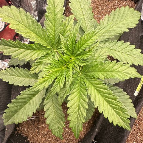 Biscotti Mintz Auto growlog photo: Inicio da vega