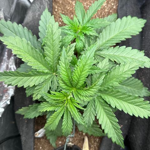 Biscotti Mintz Auto growlog timeline photo