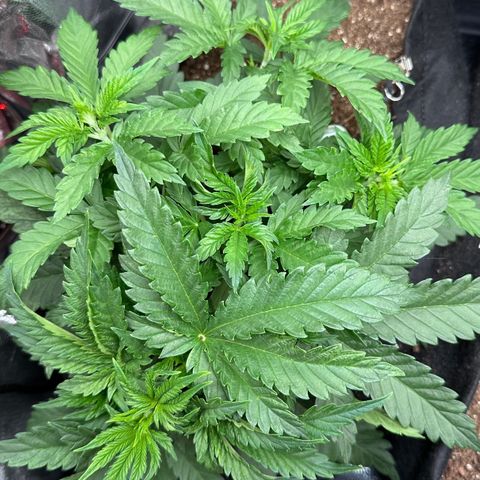 Biscotti Mintz Auto growlog photo: Se recuperando do LST e já crescendo bastante na horizontal! 18 dias