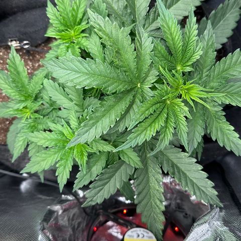 Biscotti Mintz Auto growlog timeline photo