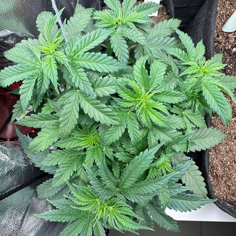 Biscotti Mintz Auto growlog timeline photo