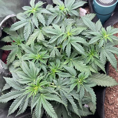 Biscotti Mintz Auto growlog photo: Hoje ela mostrou seus primeiros pistilos