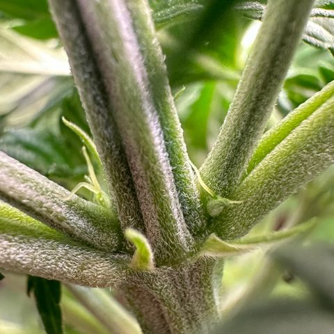 Biscotti Mintz Auto growlog photo: Hoje ela mostrou seus primeiros pistilos