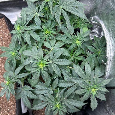 Biscotti Mintz Auto growlog timeline photo