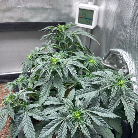 Biscotti Mintz Auto growlog timeline photo