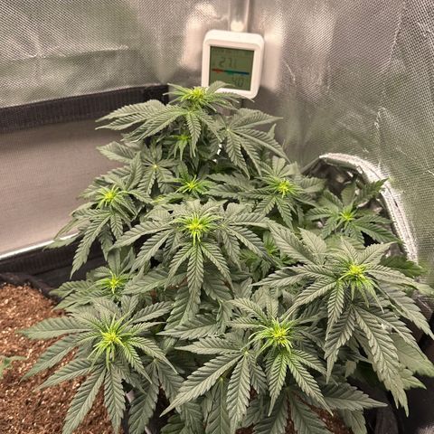 Biscotti Mintz Auto growlog timeline photo