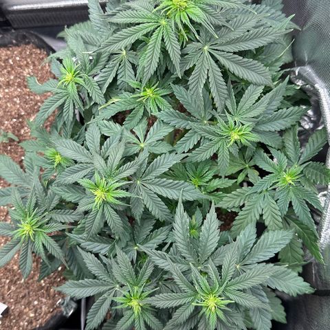 Biscotti Mintz Auto growlog timeline photo