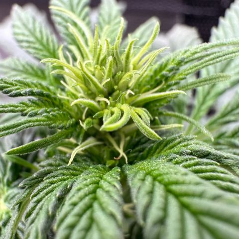 Biscotti Mintz Auto growlog timeline photo