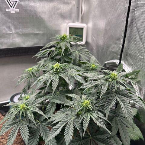 Biscotti Mintz Auto growlog timeline photo