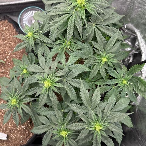 Biscotti Mintz Auto growlog timeline photo