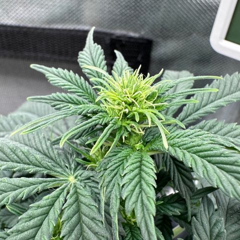 Biscotti Mintz Auto growlog timeline photo