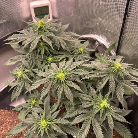 Biscotti Mintz Auto growlog photo: Pós rega