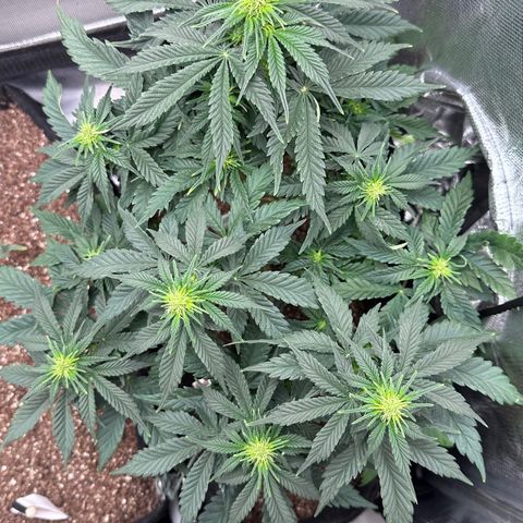 Biscotti Mintz Auto growlog photo: 35 dias totais
