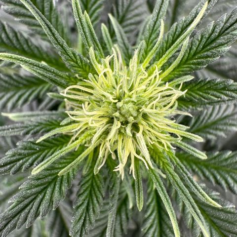 Biscotti Mintz Auto growlog photo: 35 dias totais