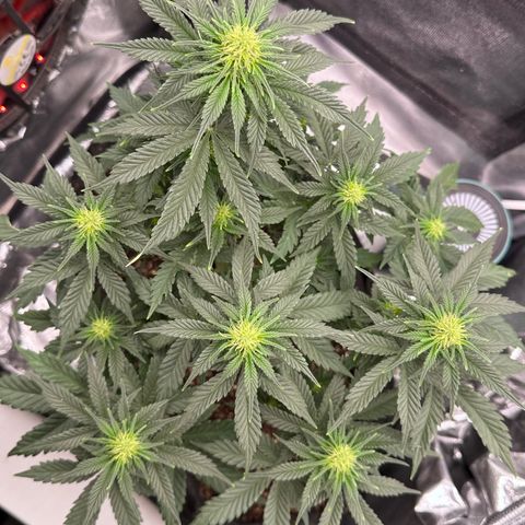 Biscotti Mintz Auto growlog photo: 20 dias de flora