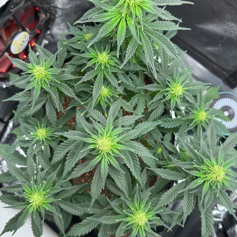 Biscotti Mintz Auto growlog timeline photo