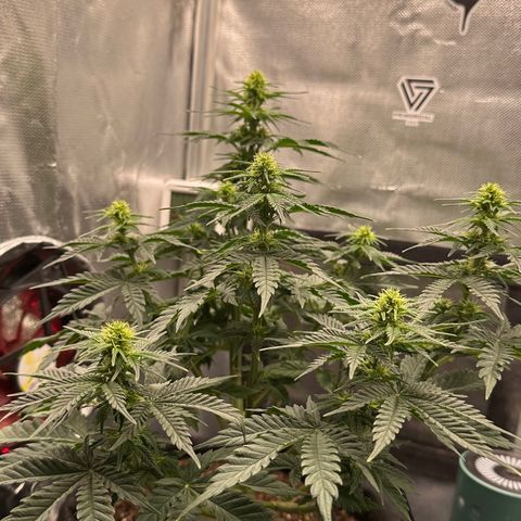 Biscotti Mintz Auto growlog timeline photo