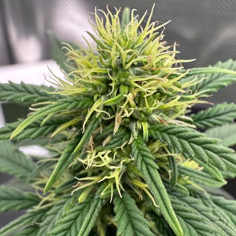 Biscotti Mintz Auto growlog timeline photo