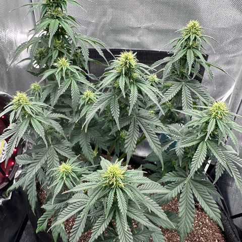 Biscotti Mintz Auto growlog timeline photo