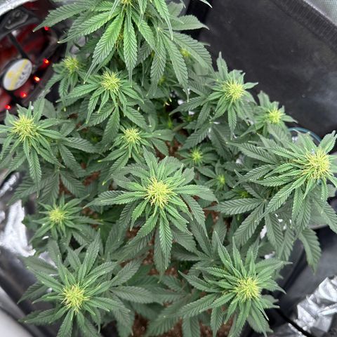Biscotti Mintz Auto growlog timeline photo