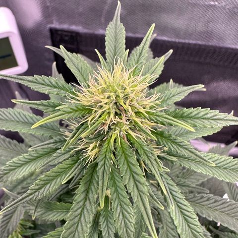 Biscotti Mintz Auto growlog timeline photo