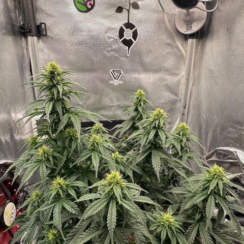 Biscotti Mintz Auto growlog timeline photo