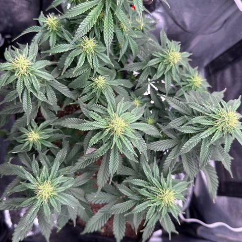 Biscotti Mintz Auto growlog timeline photo