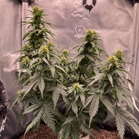 Amnésia Haze Auto  growlog timeline photo