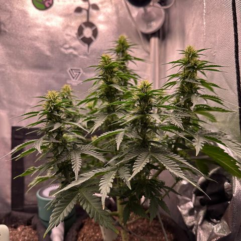 Biscotti Mintz Auto growlog timeline photo