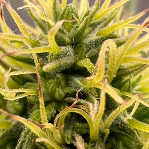 Biscotti Mintz Auto growlog timeline photo