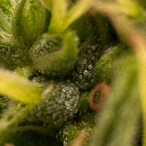 Biscotti Mintz Auto growlog timeline photo