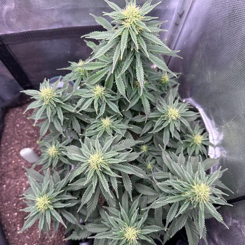 Biscotti Mintz Auto growlog timeline photo