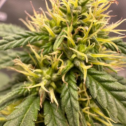 Amnésia Haze Auto  growlog timeline photo