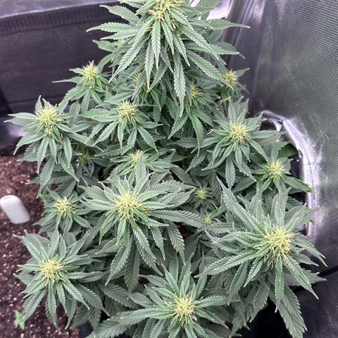 Amnésia Haze Auto  growlog timeline photo