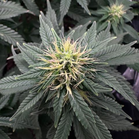 Amnésia Haze Auto  growlog timeline photo