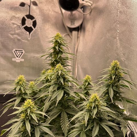 Amnésia Haze Auto  growlog timeline photo