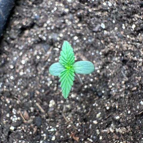 Amnésia Haze Auto  growlog timeline photo