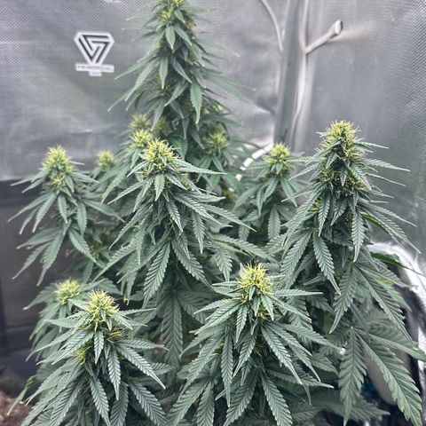 Biscotti Mintz Auto growlog timeline photo