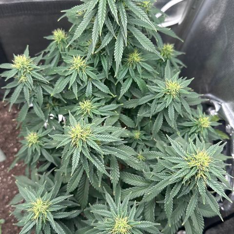 Biscotti Mintz Auto growlog timeline photo