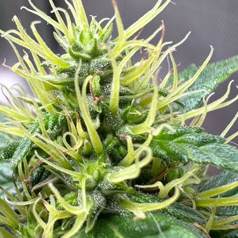 Biscotti Mintz Auto growlog photo: 39 dias de flora