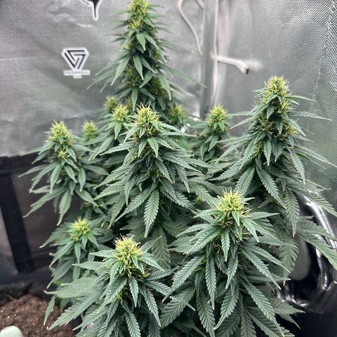 Biscotti Mintz Auto growlog photo: 39 dias de flora
